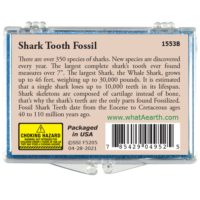 Shark Tooth Fossil
