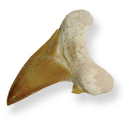 Shark Tooth Fossil