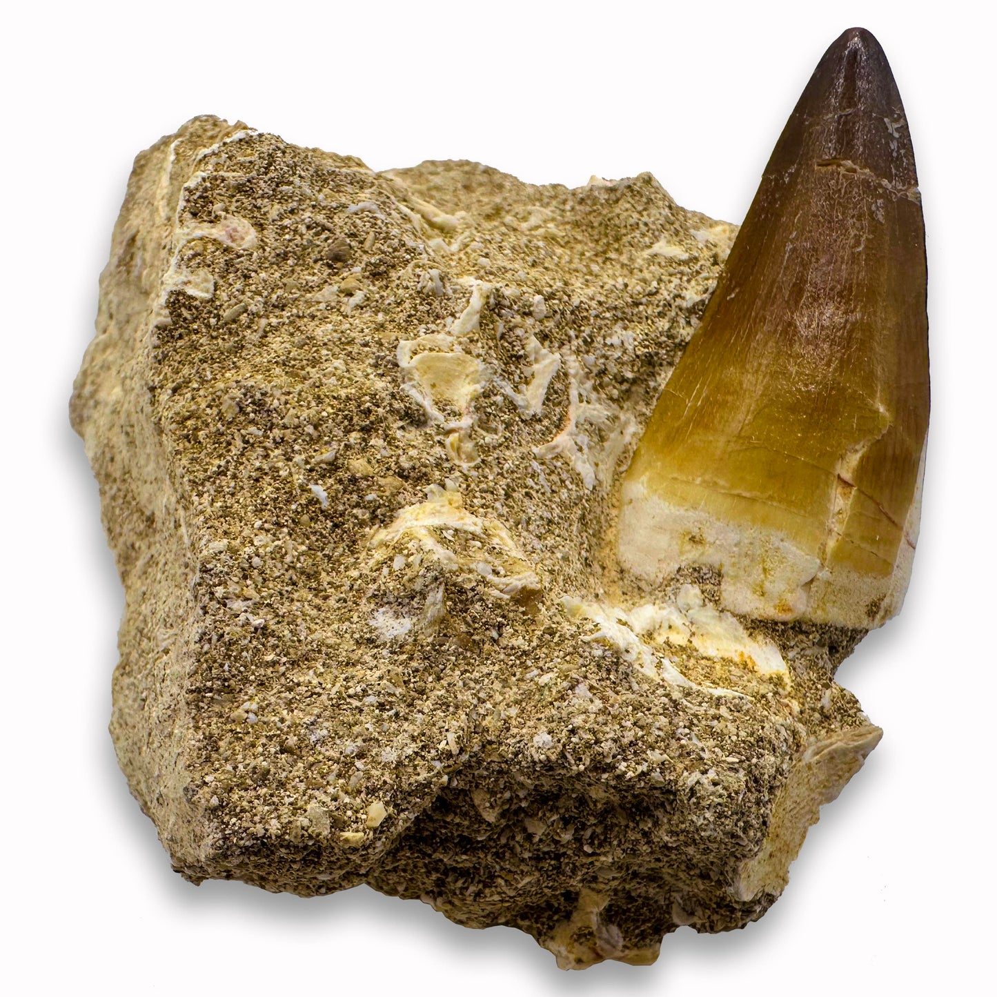 Mosasaur Fossil Tooth - In Matrix