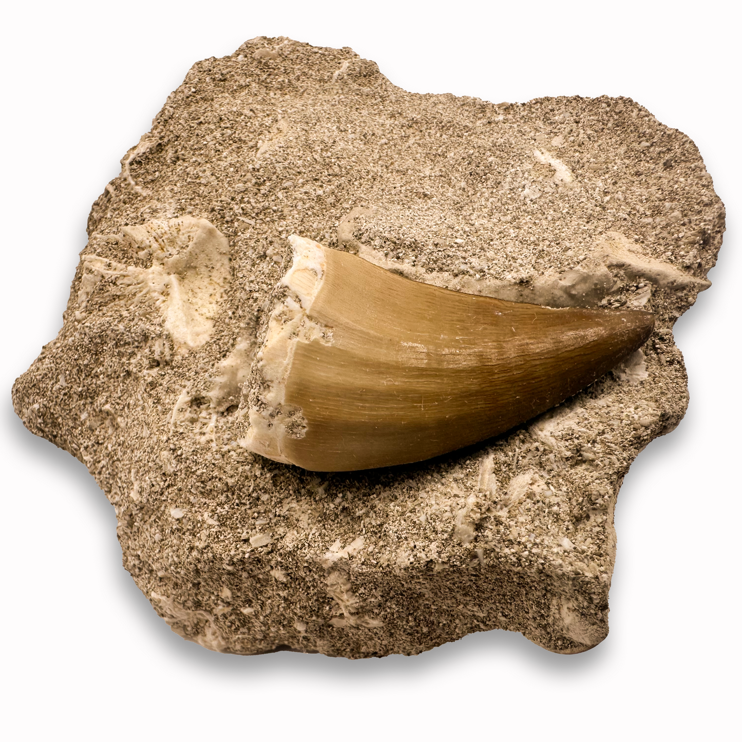 Mosasaur Fossil Tooth - In Matrix