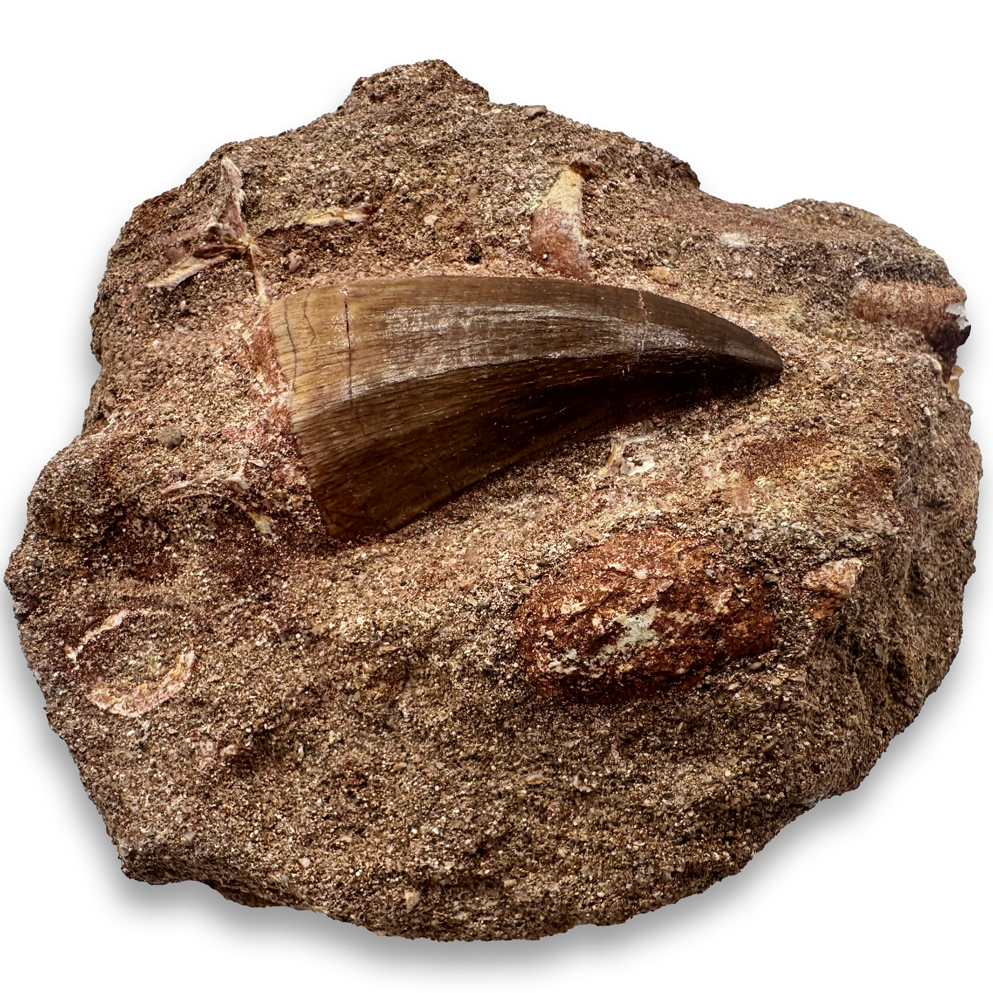 Mosasaur Fossil Tooth - In Matrix